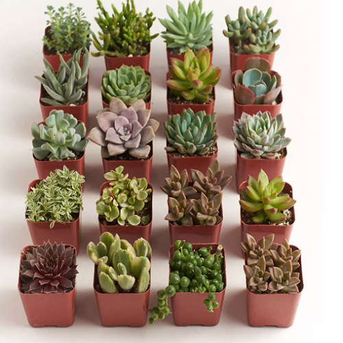 2″ Stunning Succulents | 20 Pack Only $33.49! (That’s Only $1.68 each)