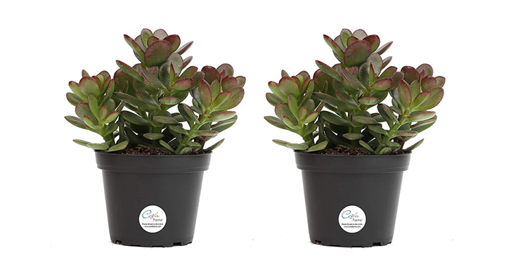 Costa Farms Jade Plant, Live Succulent Plant, 7-Inches Tall, 2-Pack – Just $14.99!