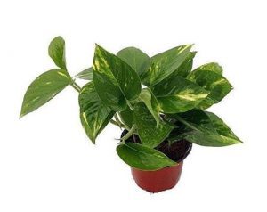 Golden Devil’s Ivy – Pothos – Epipremnum – 4″ Pot – Very Easy to Grow $0.99