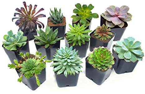 Two Succulents Only $10 Shipped To Your Door!