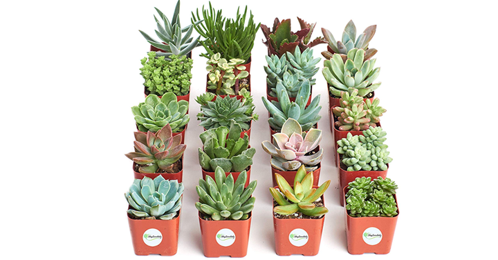 Real Live Potted Succulents Fully Rooted in Planter Pots with Soil – 20 Pack – Just $35.21!
