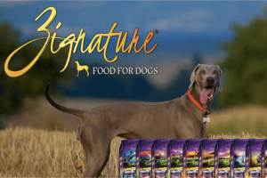 Coupon for FREE Bag of Zignature Dog Food + FREE Goodie Bag!