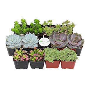 Pack of 20 Live Succulents Only $26.39!