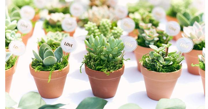 Assorted Collection of Live Succulent Plants (Set of 20) – Only $26.39!