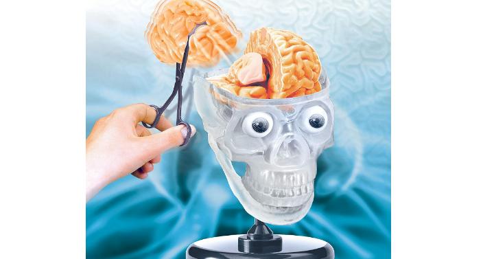 SmartLab Toys The Amazing Squishy Brain – Only $16!