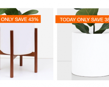 Home Depot: Take up to 40% off Plants & Planters! Today Only!