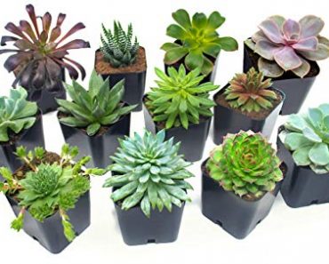 Get Two Succulents For Only $8.00!