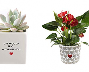Save 20% on House Plants and Succulents for Valentine’s Day!