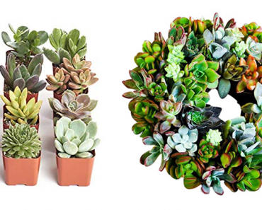 Save 20% on Live Plants and Succulents!