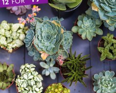 12 Mini Succulents Only $19.99 on Zulily!