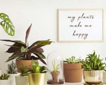 Zulily: Live Plants Up to 30% Off!