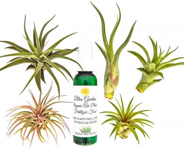 SIX Air Plants Only $16.75 Shipped!