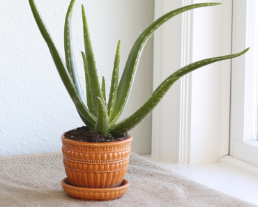 Delray Plants Aloe Vera Succulent (Low Maintenance) Only $13.80!