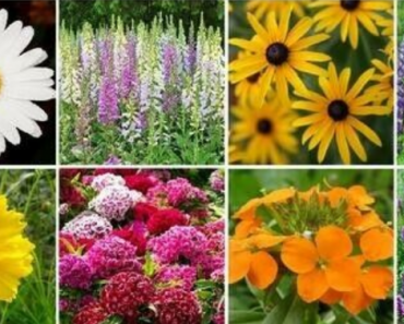 500+ Mix Perennial Wildflower Seeds (15 Different Flowers) Only $3.50 Shipped!