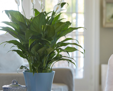 Delray Plants Live Spathiphyllum (Peace Lily) Easy Care House Plant Only $15.97! (Reg $31)