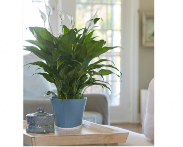 Delray Live Peace Lily Plant Only $15.97! (Reg. $31) Add Greenery to Your Home!