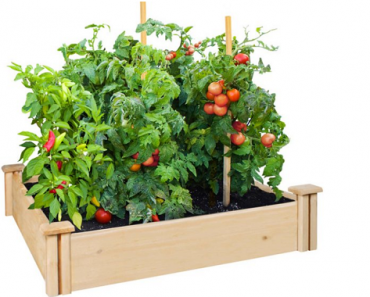 Greenes Fence 42″ x 42″ x 5.5″ Cedar Raised Garden Bed Only $27.99! (Reg. $40) Great At-Home Activity!