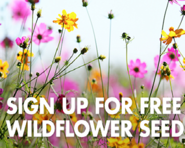 FREE Wildflower Seeds From Arm & Hammer!