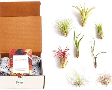 Shop Succulents Variety Pack of Air Succulents (Set of 8) – Only $14.99!