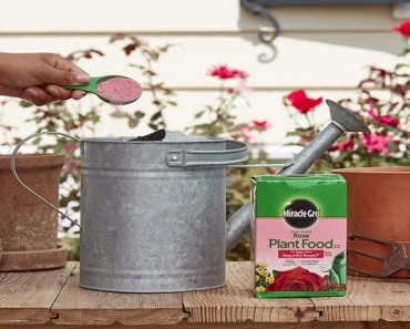 Miracle-Gro Water Soluble Rose Plant Food 1.5lb Only $3.92! (Reg $6.98)