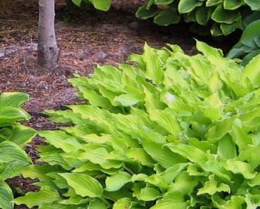 Perennial Hosta Plants (6 Bare Roots Included) Only $16.99 Shipped!