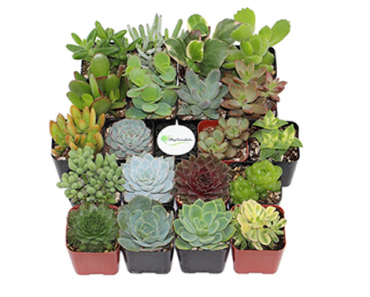 Shop Succulents Hand Selected Variety Pack of Mini Succulents – Collection of 20 – Just $29.99!