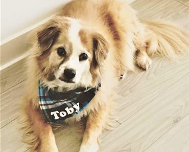 Personalized Dog Bandana ONLY $9.99 SHIPPED!