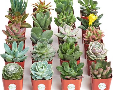 Shop Succulent Collection of 20 Plants – Only $22.06!