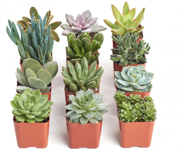 Unique Collection | Assortment of Indoor Succulent Plants, 12-Pack Only $23.99 Shipped! (Reg. $30) Today Only!