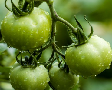 DON’T Throw Away Your Green Tomatoes! Here’s 2 Great Green Tomato Salsa Recipes! DON’T Throw Away Your Green Tomatoes! Here’s 2 Great Green Tomato Salsa Recipes!