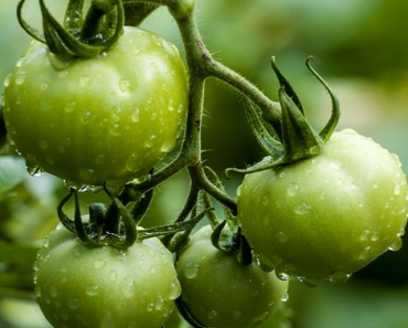 DON’T Throw Away Your Green Tomatoes! Here’s 2 Great Green Tomato Salsa Recipes!