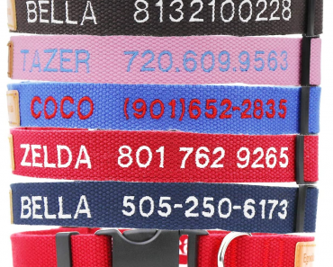 Personalized Dog Collar Only $5.48!
