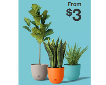 Target: Flower Planters on Sale! Prices Start at Only $3.00!