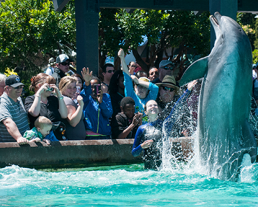 FREE Sea World & Sesame Place 1-Day Admission Tickets for Active & Retired Military Families!
