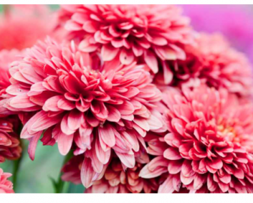 Easy Last Minute Mother’s Day Gift Ideas Easy Last Minute Mother’s Day Gift Ideas