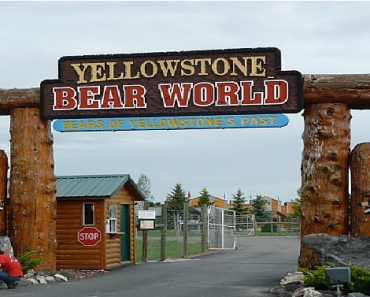 Yellowstone Bear World: 8 Tips to Know Before You Go (Money Saving Tips Too!)
