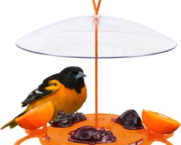 Nature’s Way All-in-One Oriole Buffet Bird Feeder – Only $8.74!