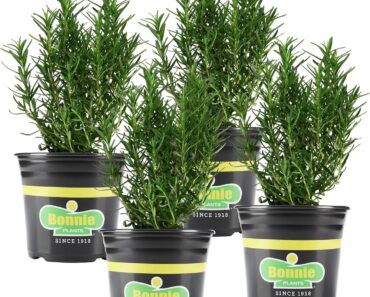 Bonnie Plants Rosemary Live Edible Aromatic Herb Plant (4 Pack) – Only $14.65!