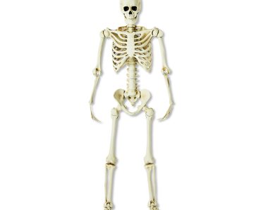 Poseable Skeleton (5-Ft) – Only $29.97! Poseable Skeleton (5-Ft) – Only $29.97!